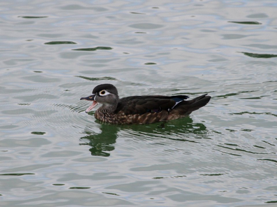 IMG 1588 c Wood Duck Dam Kankakee IL 8-27-2015