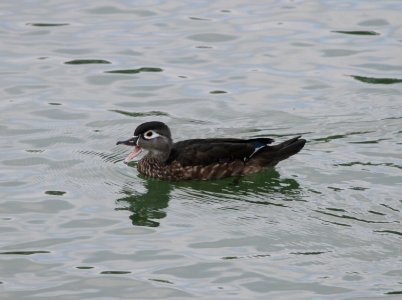 IMG 1588 c Wood Duck Dam Kankakee IL 8-27-2015