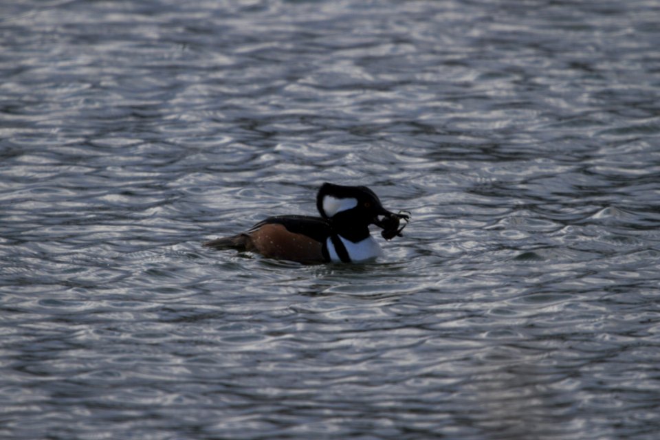 IMG 6382c Hooded Merganser Beckman Park Kankakee IL 12-9-2017