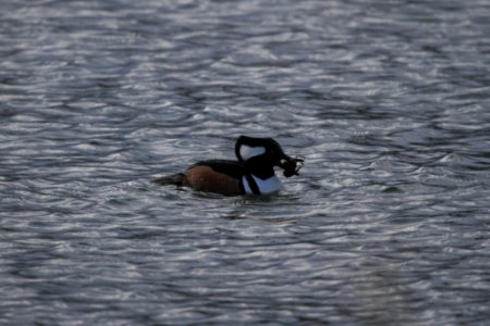 IMG 6382c Hooded Merganser Beckman Park Kankakee IL 12-9-2017