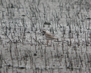 DSCN8074c Common Ringed Plover NW Iroquois Co IL 9-14-2016