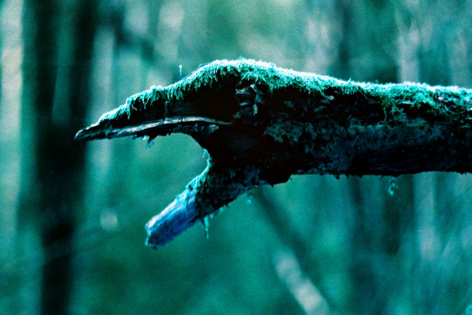Praktica MTL 5 + Helios-44-2 - Lomography LomoChrome Purple - Forest Demon