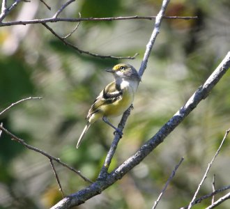 IMG 3032 c White-eyed  Vireo Willow Slough FWA IN 9-23-2015