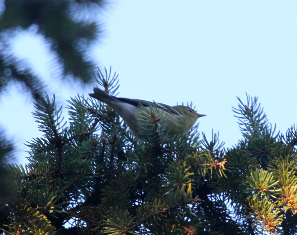 IMG 2785 c Blackpoll Warbler Hse Kankakee IL 9-20-2015