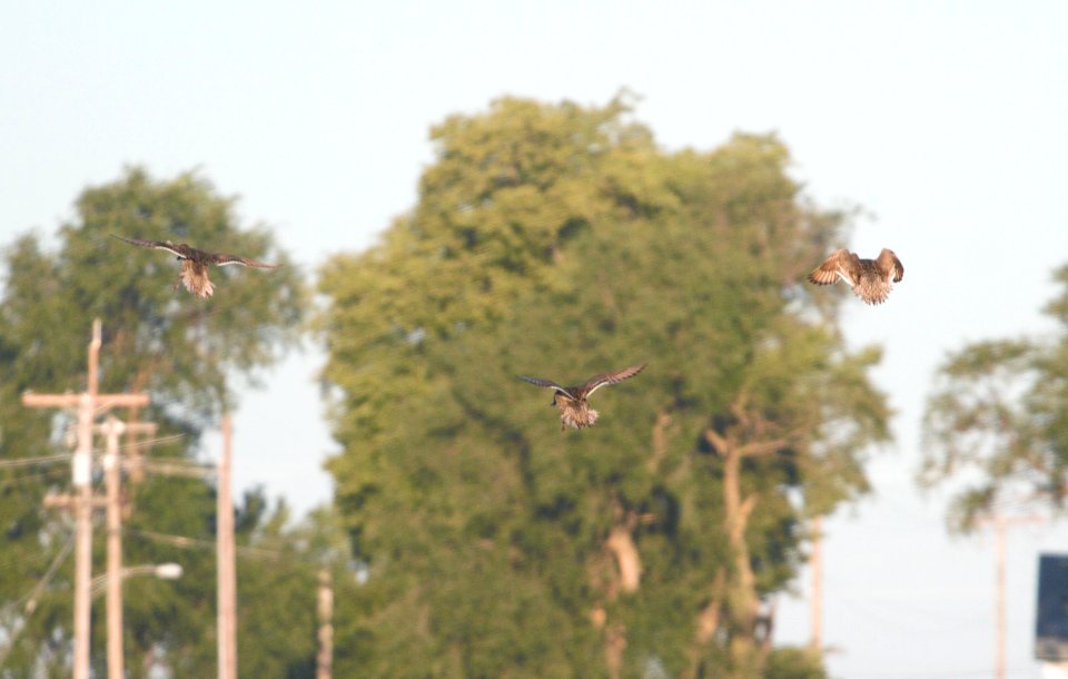IMG 8671c Northern Pintail Schoeffner's Farm Kankakee Co IL 8-21-2016