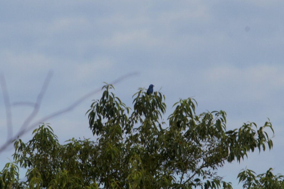IMG 0368c Blue Grosbeak Mskota Sands Pembroke Twp Kankakee Co IL 6-14-2018