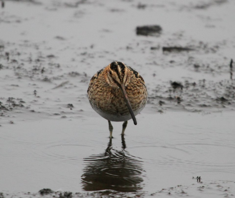 IMG 4755 c Wilson's Snipe Iroquois Co IL 10-31-2015