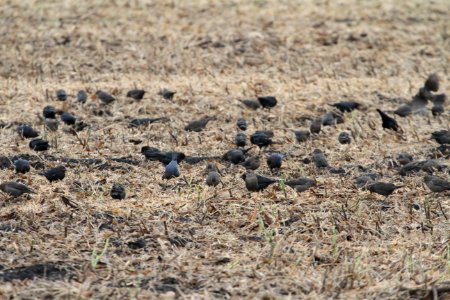 IMG 2398c Brown-headed Cowbird Willowhaven Area Kankakee Co IL 10-5-2018