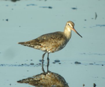 DSCN9049 c Hudsonian Godwit (+Voice) Iroquois Co IL 11-10-2015