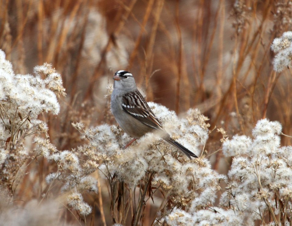 IMG 4891 c White-crowned Sparrow Perry Farm Kankakee Co IL 11-5-2015
