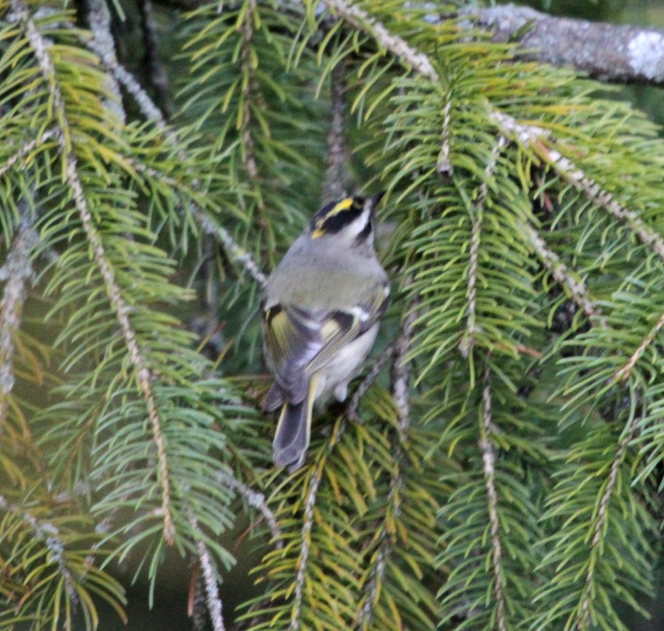 IMG 3368 c Golden-crowned Kinglet Hse Kankakee IL 9-30-2015