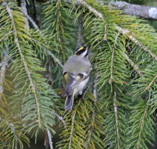 IMG 3368 c Golden-crowned Kinglet Hse Kankakee IL 9-30-2015 photo