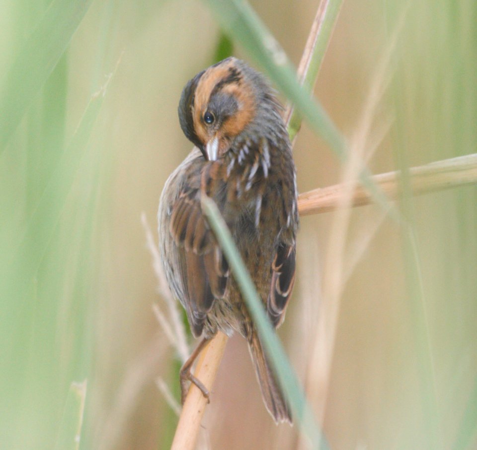 IMG 8988c Nelson's Sparrow Whispering Willows Area Kankakee Co IL 9-16-2016