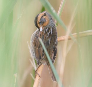 IMG 8988c Nelson's Sparrow Whispering Willows Area Kankakee Co IL 9-16-2016
