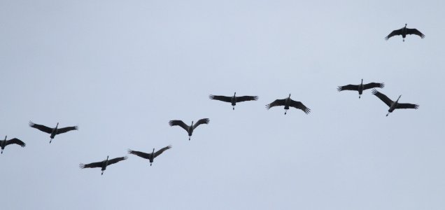 IMG 5790 c Sandhill Crane Perry Farm Kankakee Co IL 11-29-2015