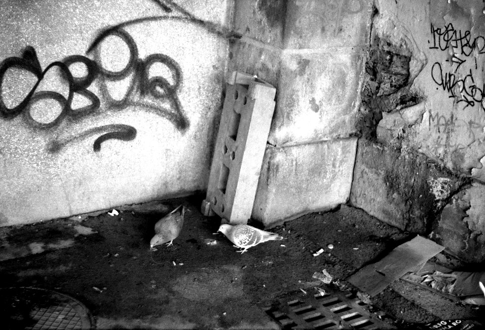 Praktica BC1 - Pigeons