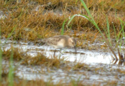 DSCN7882c Baird's Sandpiper Sod Farm Momence IL 8-31-2016