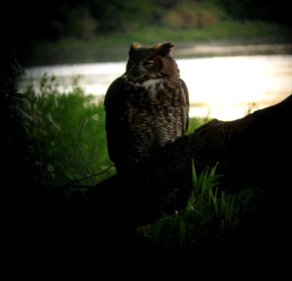 IMG 1073 c Great Horned Owl Kankakee Co IL 9-27-2013 (Photo thru Bins)