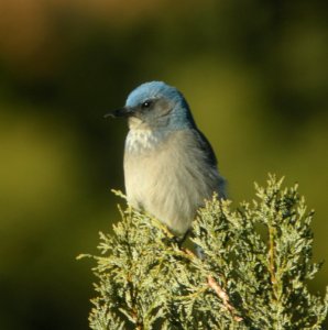 DSCN9354 Western Scrub Jay Goldwater Lake Yavapai Co AZ 12-30-2015