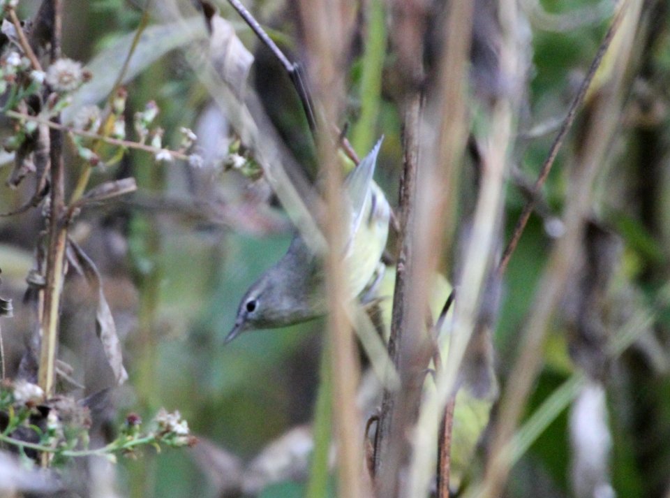 IMG 4264 c Orange-crowned Warbler Hse Kankakee IL 10-21-2015