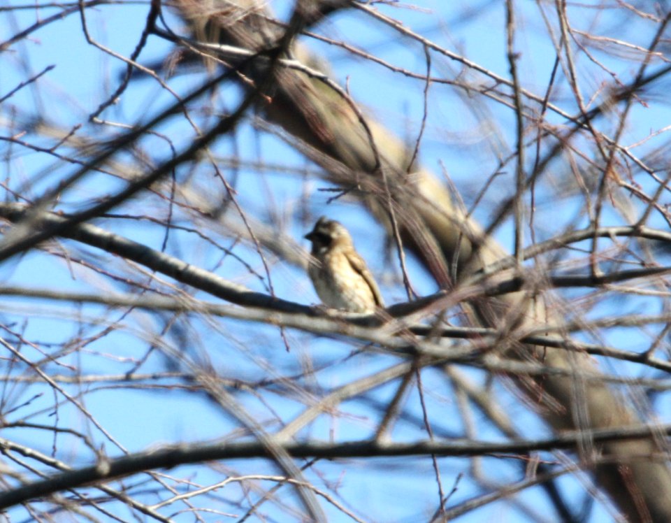 IMG 5284 c Purple Finch Iroquois Co IL 11-14-2015