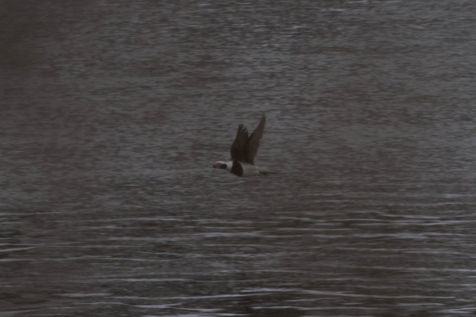 IMG 7670c Long-tailed Duck Dam Kankakee IL 2-10-2018