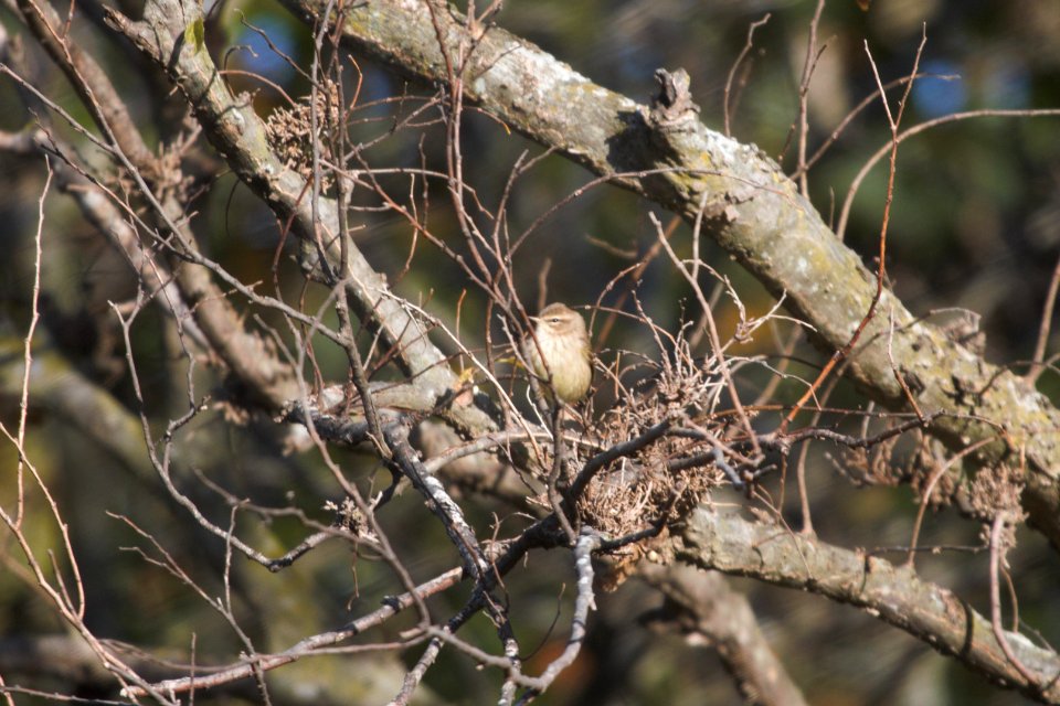 IMG 5388c Palm Warbler Perry Farm Kankakee Co IL 10-26-2017
