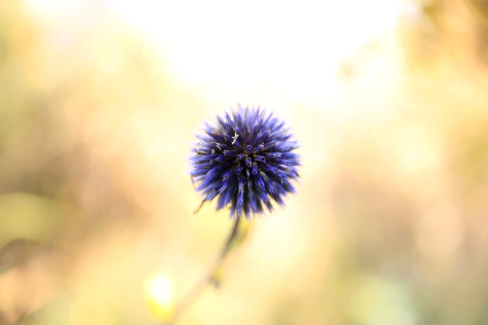 Nature purple flowering