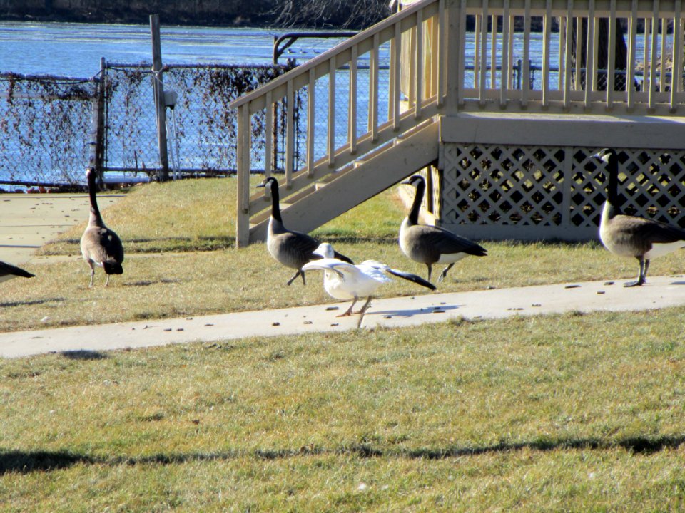 IMG 3513c Snow Goose Beckman Park Kankakee IL 2-2-2018