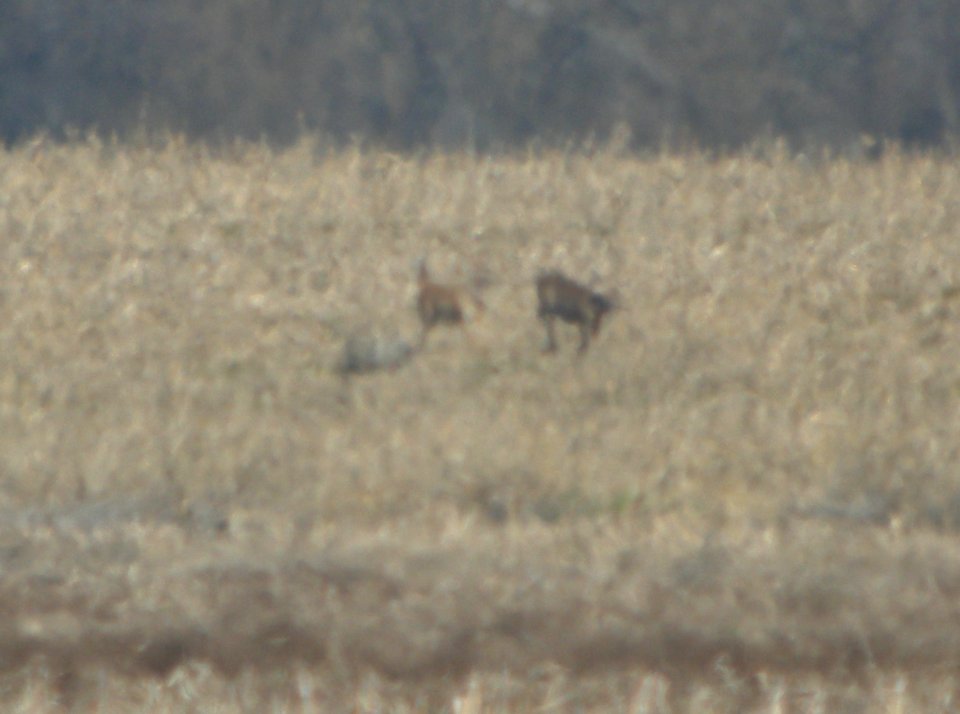DSCN9733c Wt Deer chasing Coyote Whispering Willow Bourbonnais IL 4-15-2016