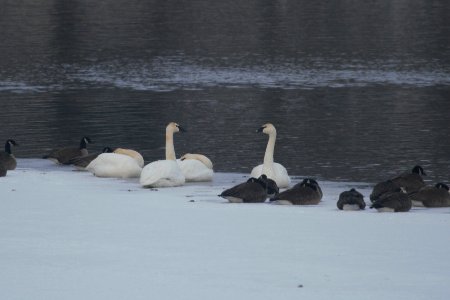 IMG 6855c Trumpeter Swan Kankakee IL 12-29-2017