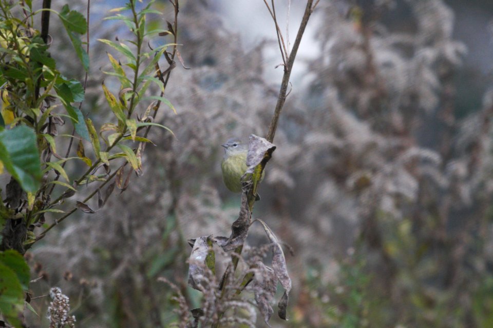 IMG 5425c Orange-crowned Warbler Hse Kankakee IL 10-26-2017