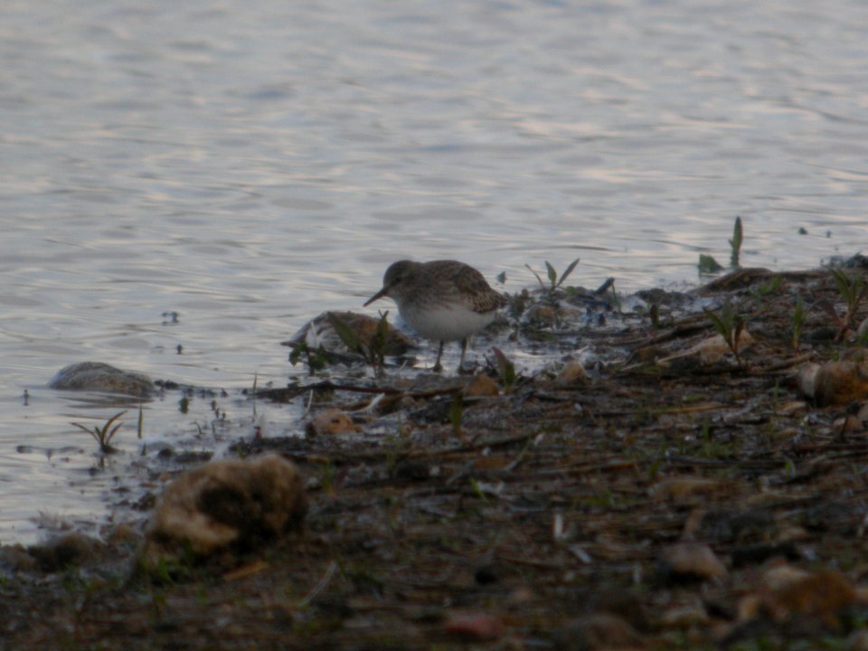 DSCN9240c Least Sandpiper Willowhaven Area Kankakee Co IL 10-25-2017