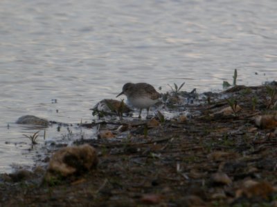 DSCN9240c Least Sandpiper Willowhaven Area Kankakee Co IL 10-25-2017