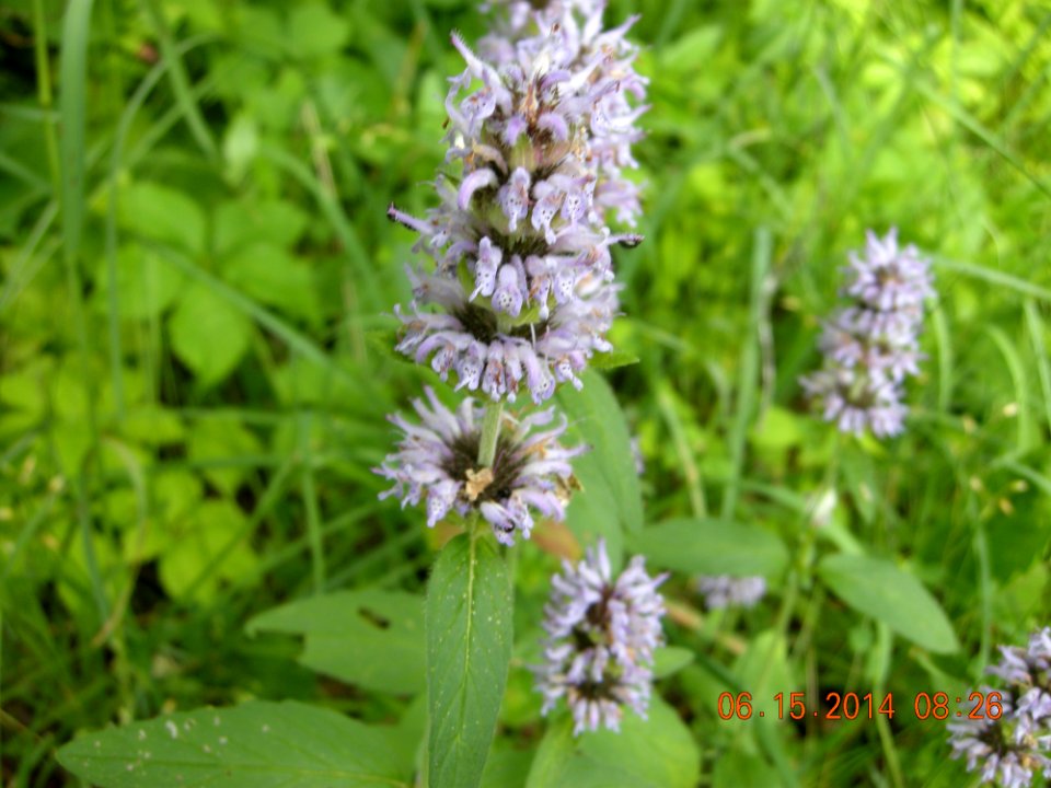 DSCN3435 Downy Wood-Mint (?)  Kankakee River SP Will County IL 6-15-2014