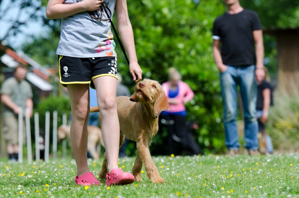 Dog training pointing dog hungarian pointing dog