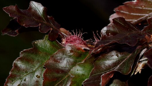 Fagus fruits leaves