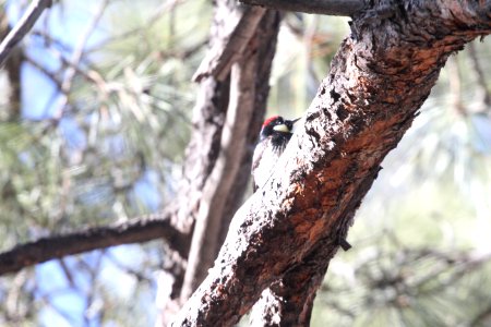 IMG 6339 Acorn Woodpecker Goldwater Lake Yavapai Co AZ 12-30-2015