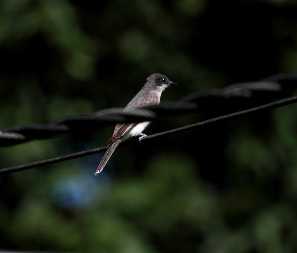 IMG 0866 (2) c Eastern Kingbird Hse Kankakee IL 8-1-2015
