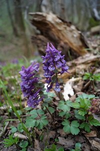 Flower nature forest flower