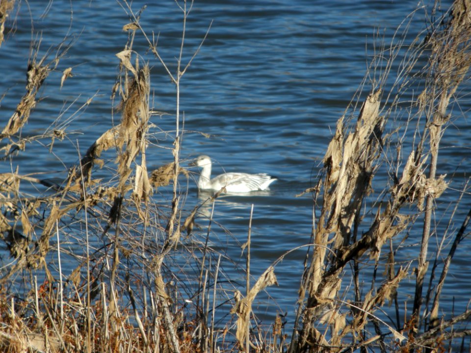 DSCN9369 Snow Goose Watson Lake Yavapai Co AZ 12-31-2015