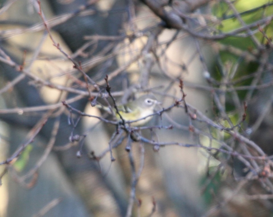 IMG 2760 c Blue-headed Vireo Hse Kankakee IL 9-20-2015