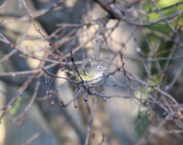 IMG 2760 c Blue-headed Vireo Hse Kankakee IL 9-20-2015