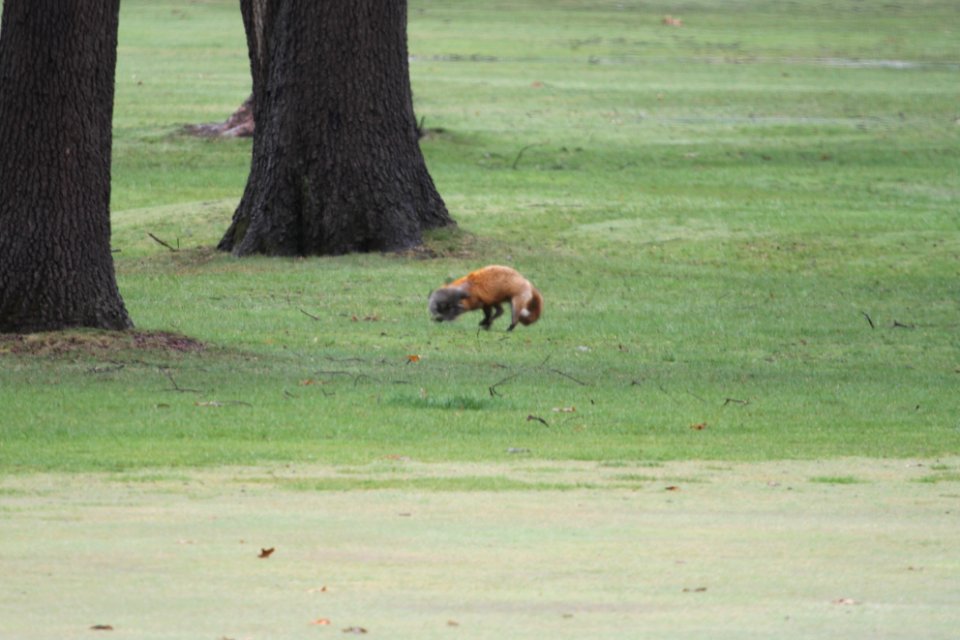 IMG 8882c Red Fox Hse Kankakee IL 4-15-2018