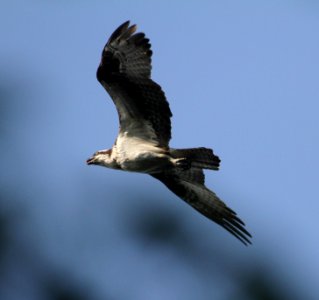 IMG 1947- c Osprey Kankakee IL 9-8-2015
