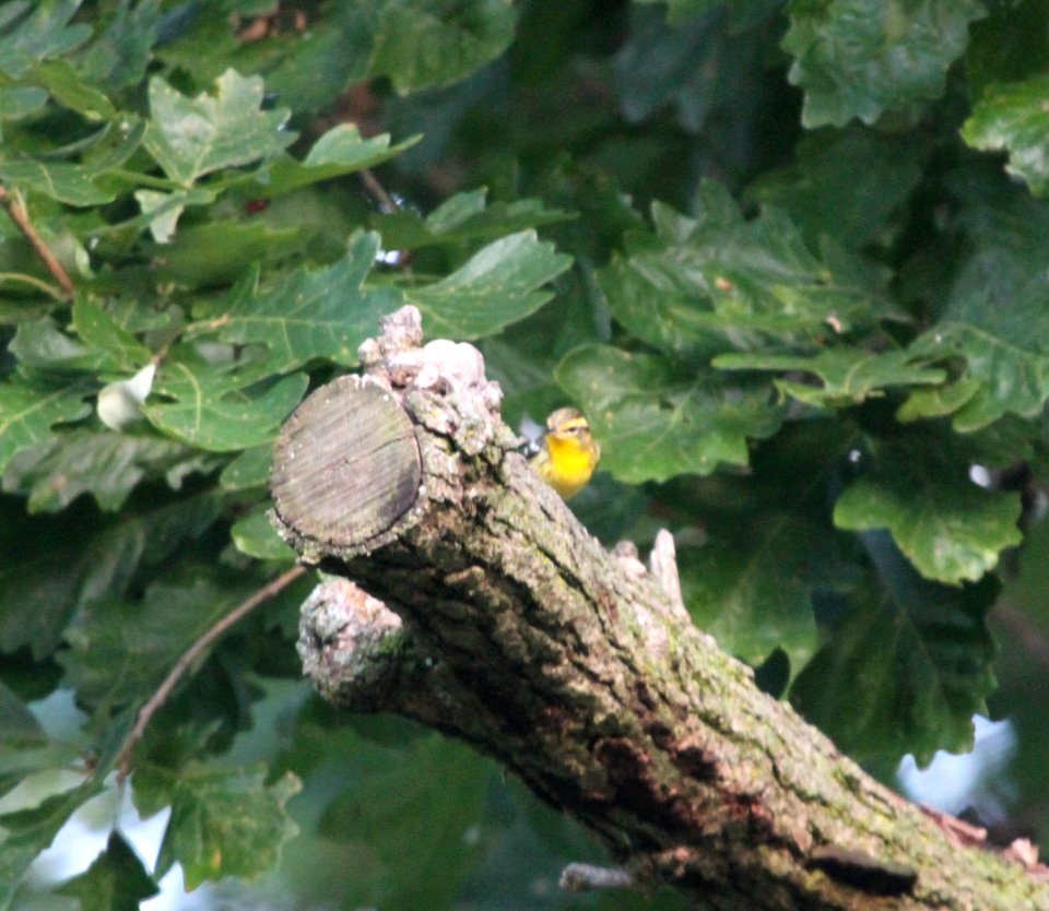 IMG 1821 c Blackburnian Warbler Hse Kankakee IL 9-5-2015