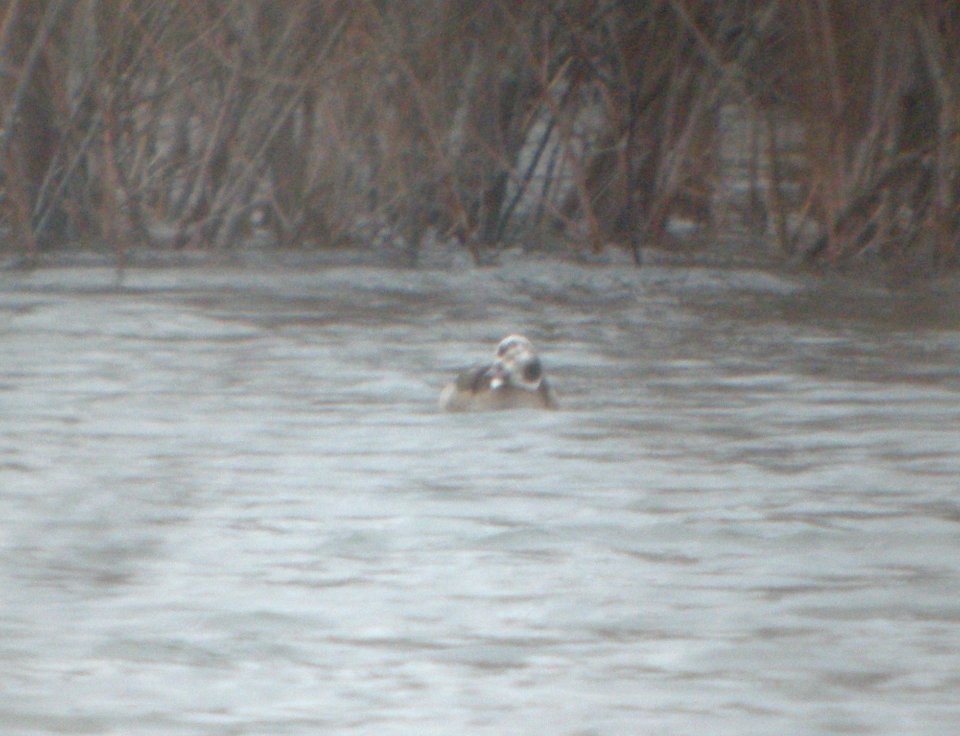 DSCN9229c Long-tailed Duck Braidwood IL 12-13-2015