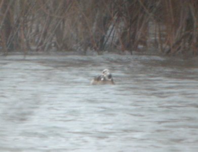 DSCN9229c Long-tailed Duck Braidwood IL 12-13-2015