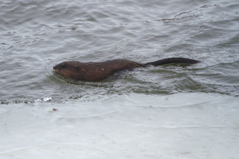 IMG 7853c Muskrat Dam Kankakee-IL 2-11-2018