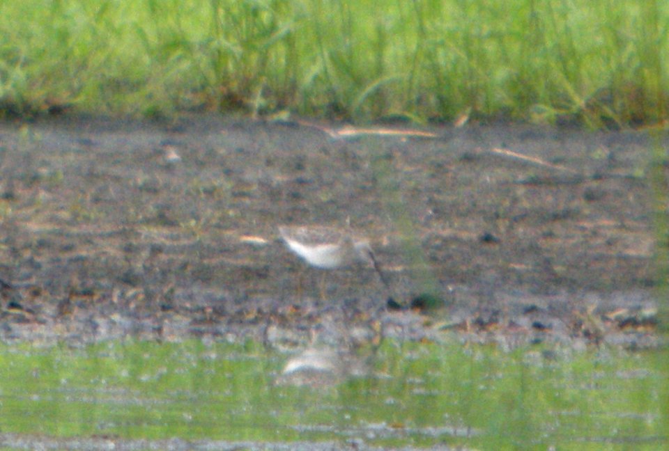 DSCN8159 c Stilt Sandpiper Aroma Park IL 9-5-2015
